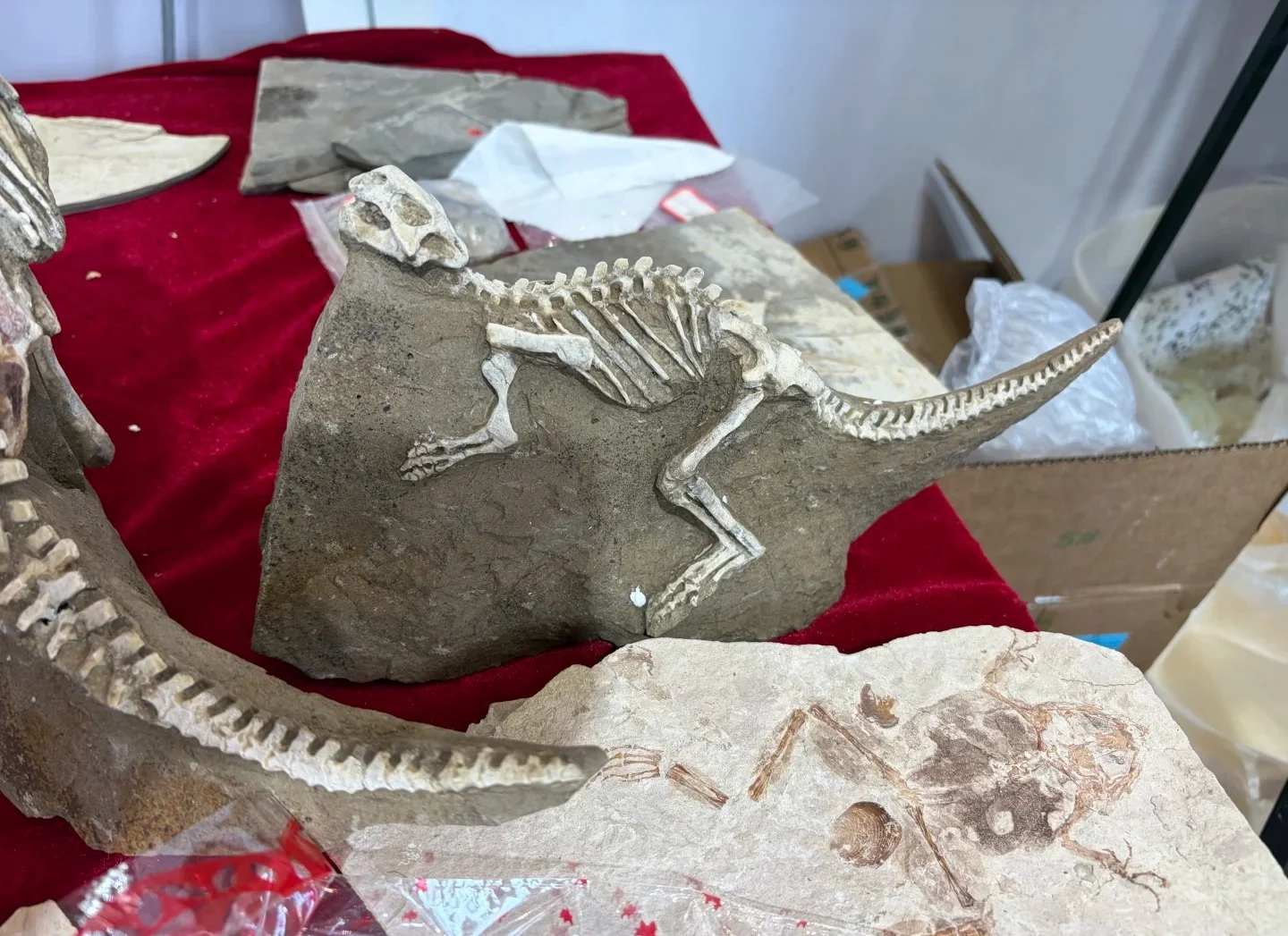 Main Fossil Specimen Display 02