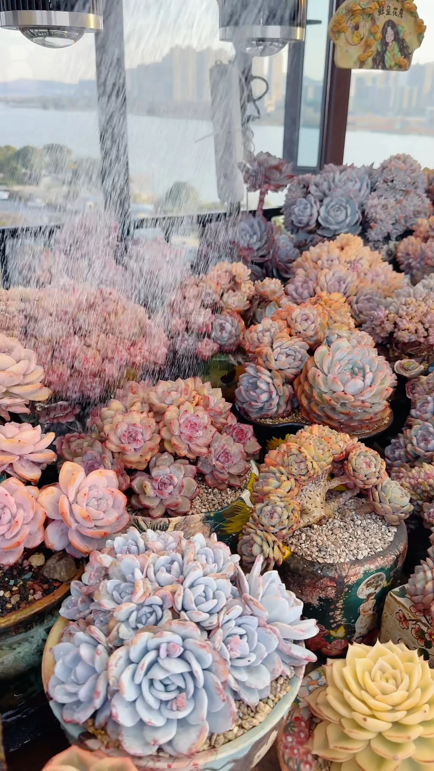 Indoor Succulent Display Under Grow Lights