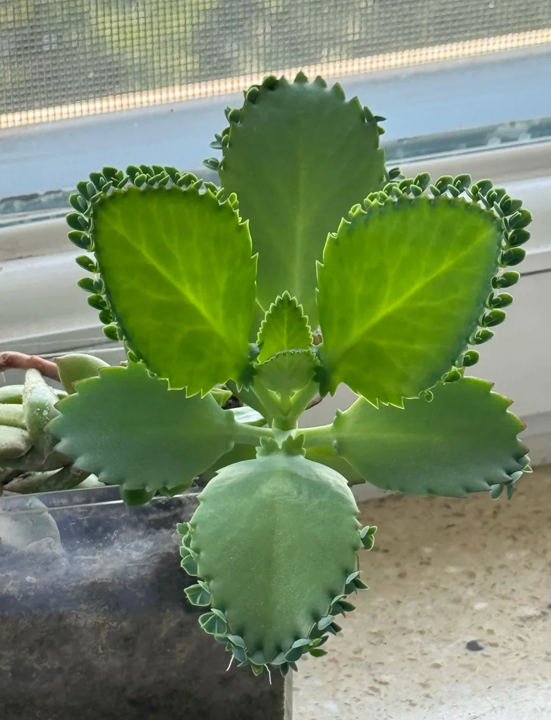 Main Mother Of Thousands Succulent 02