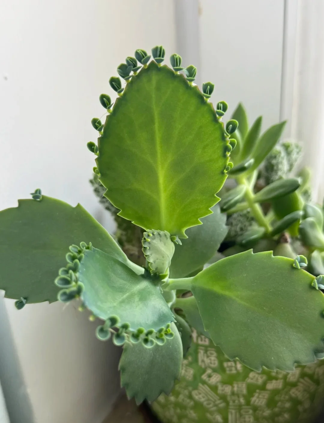 Main Mother Of Thousands Succulent 03