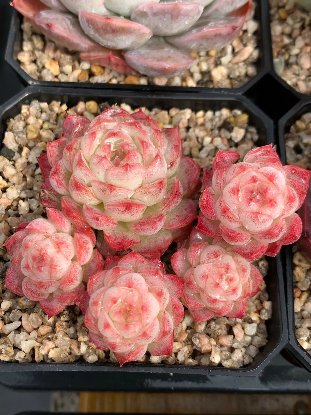 Main Spring Succulent Display 02