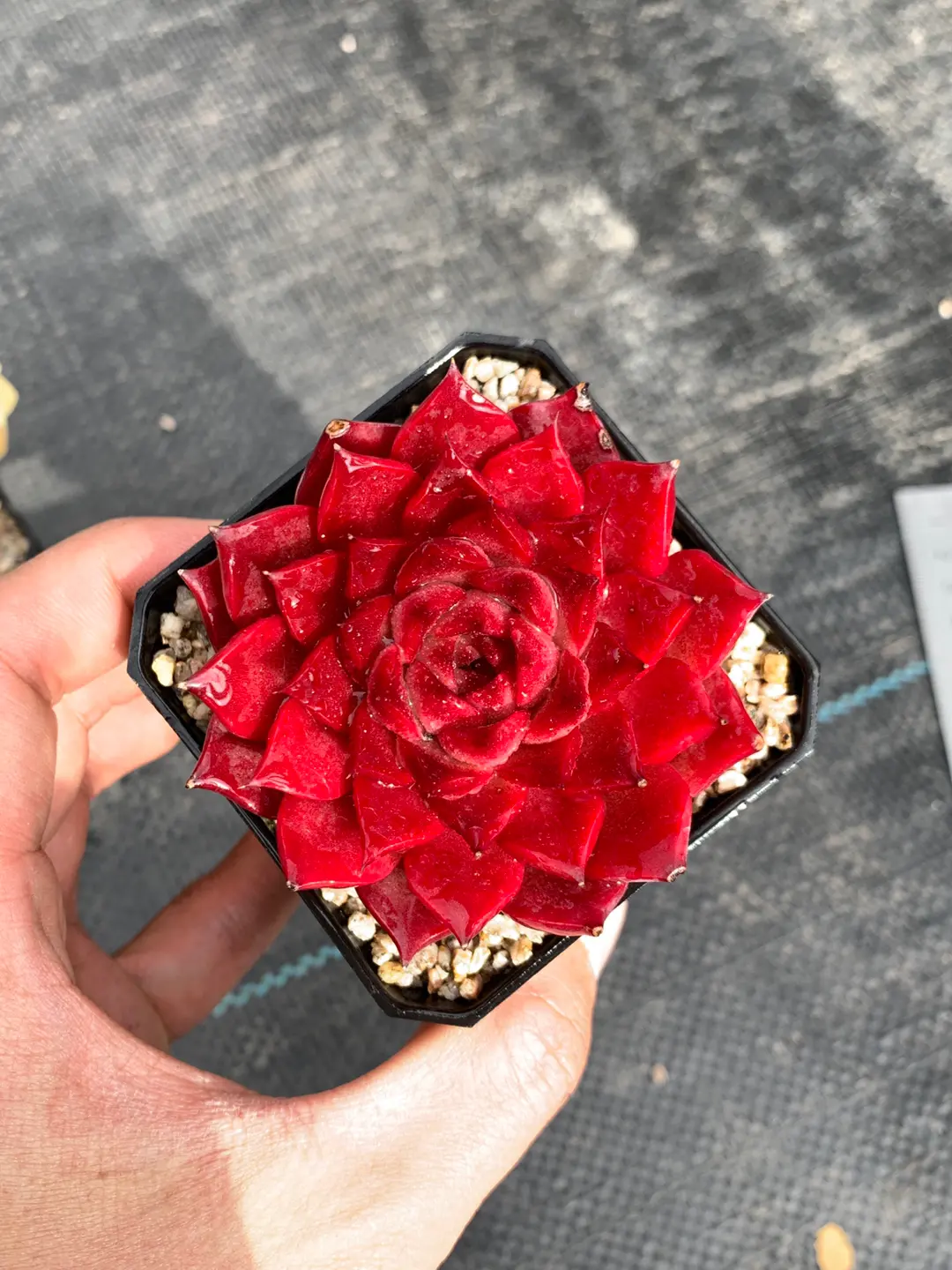 Main Spring Succulent Display 03