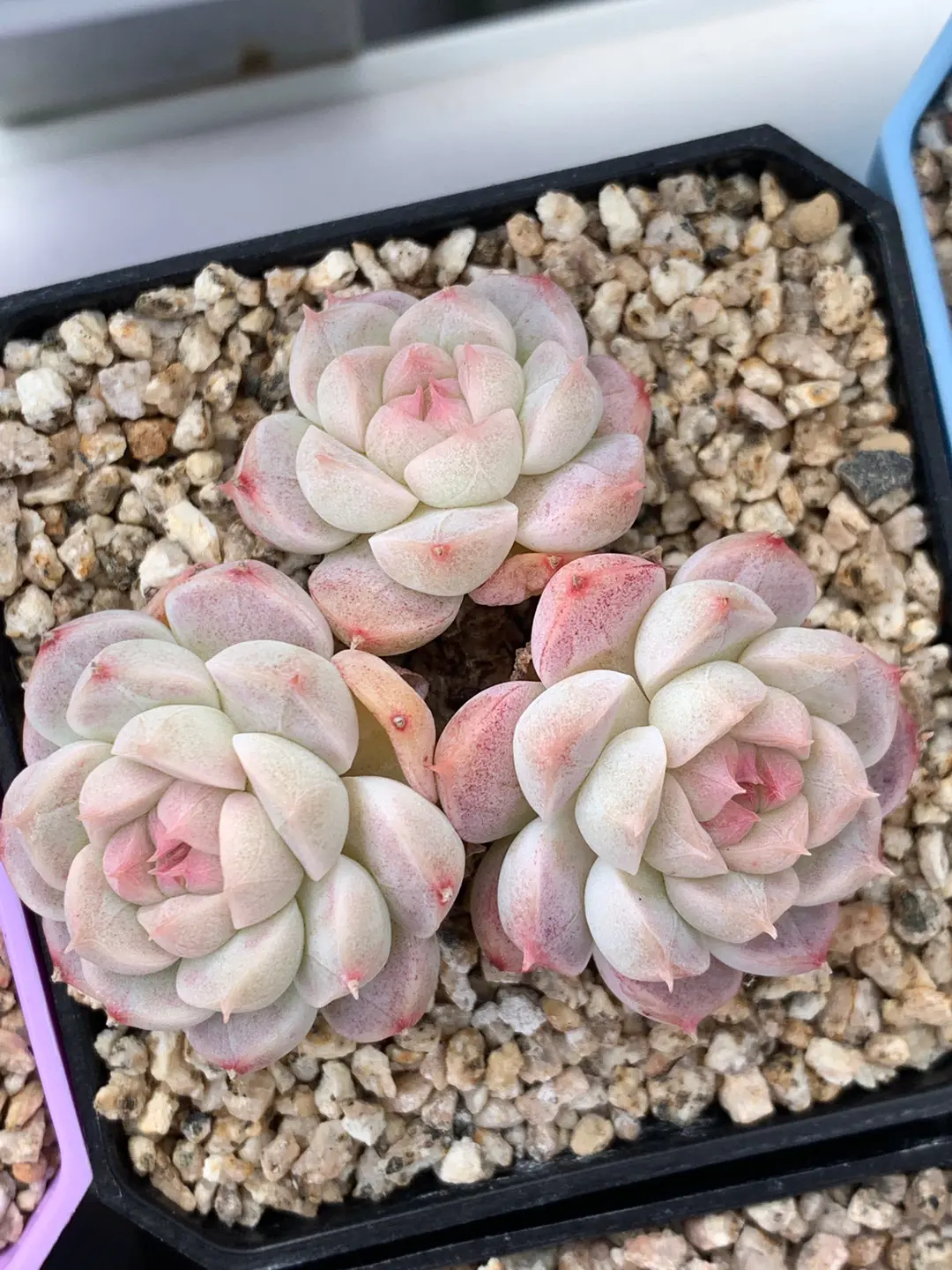 Main Spring Succulent Display 04
