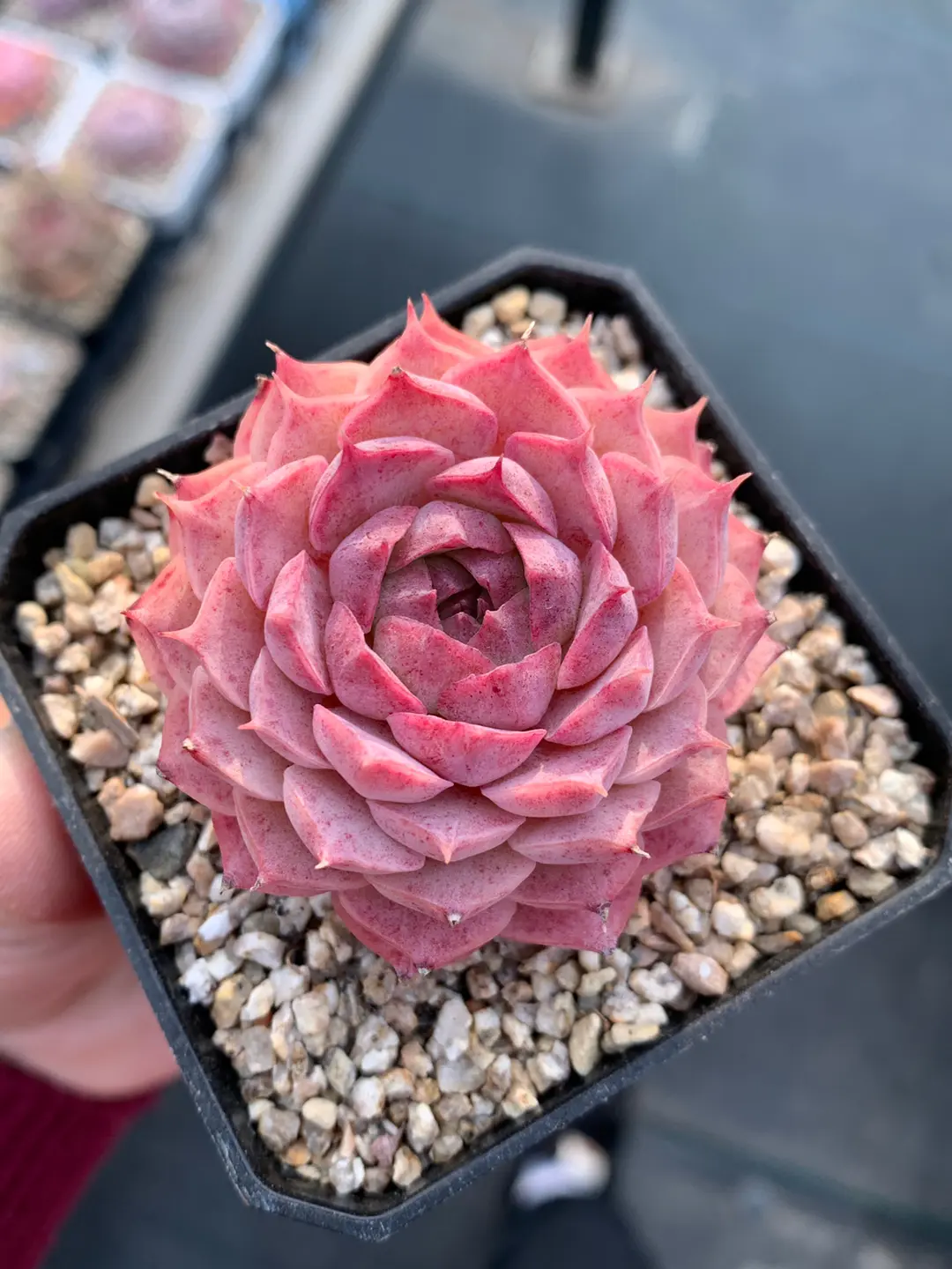 Main Spring Succulent Display 05