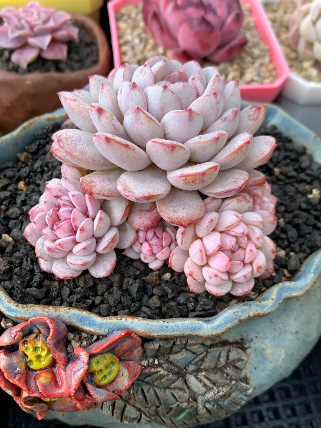 Main Spring Succulent Display 06
