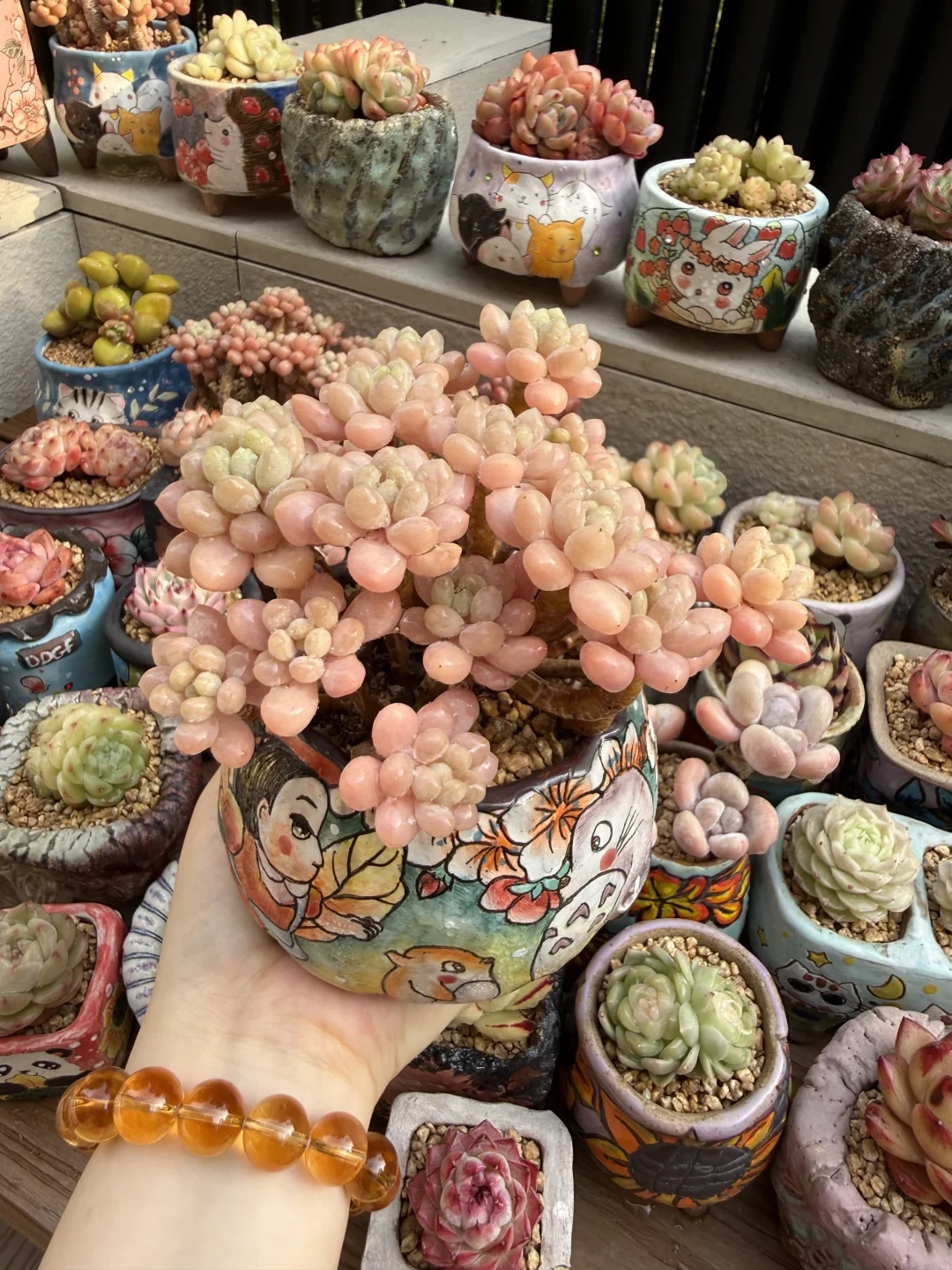 Main Succulent Collection Ceramic Planters 02