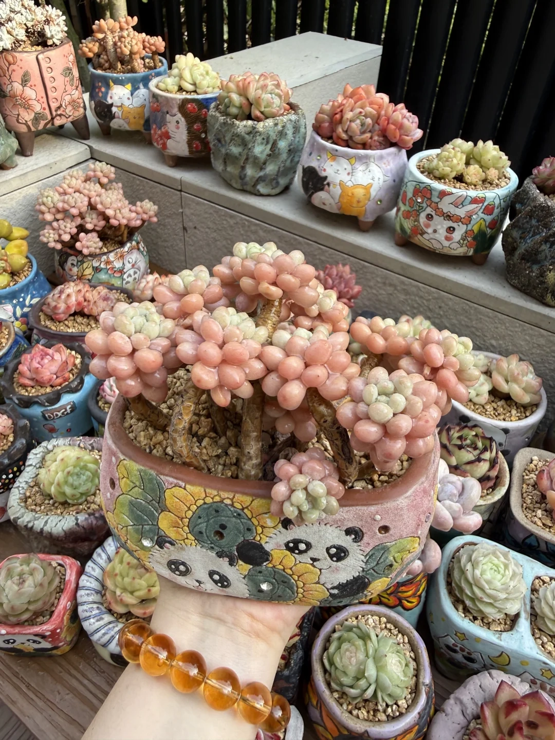 Main Succulent Collection Ceramic Planters 03