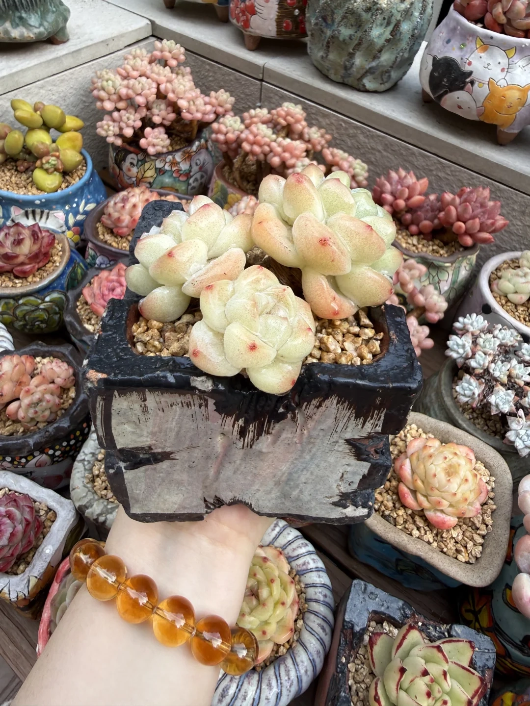 Main Succulent Collection Ceramic Planters 04