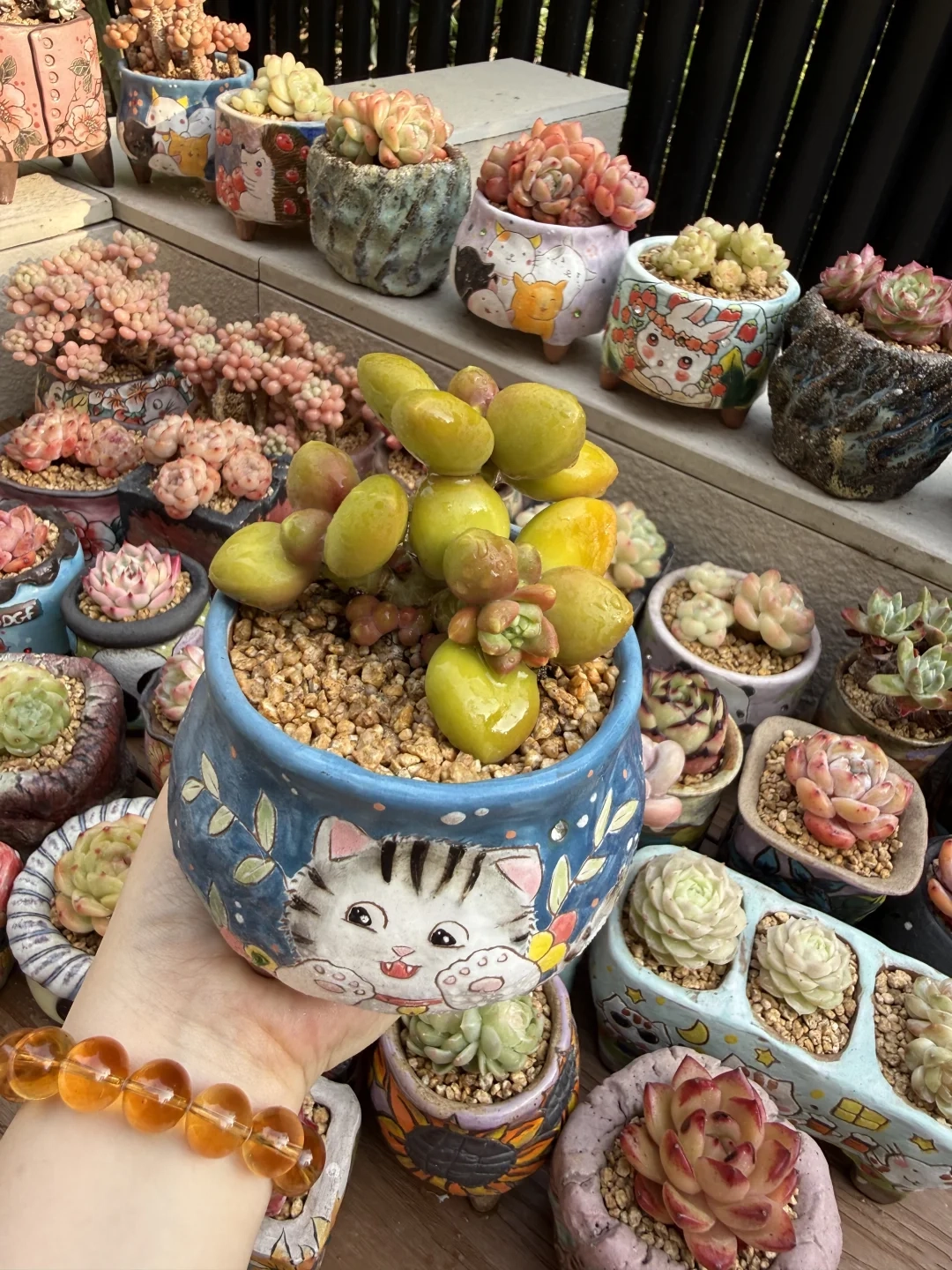 Main Succulent Collection Ceramic Planters 05