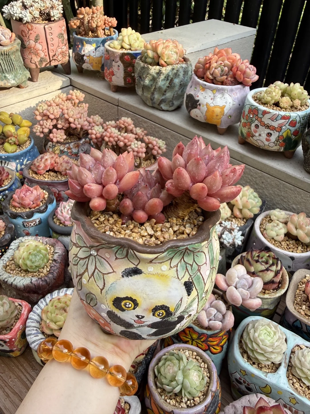 Main Succulent Collection Ceramic Planters 06
