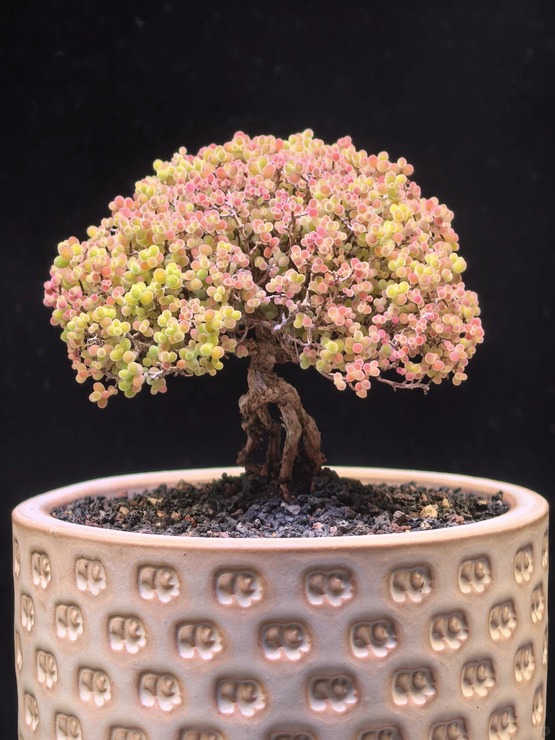 Main Tree Like Succulent Bonsai 02