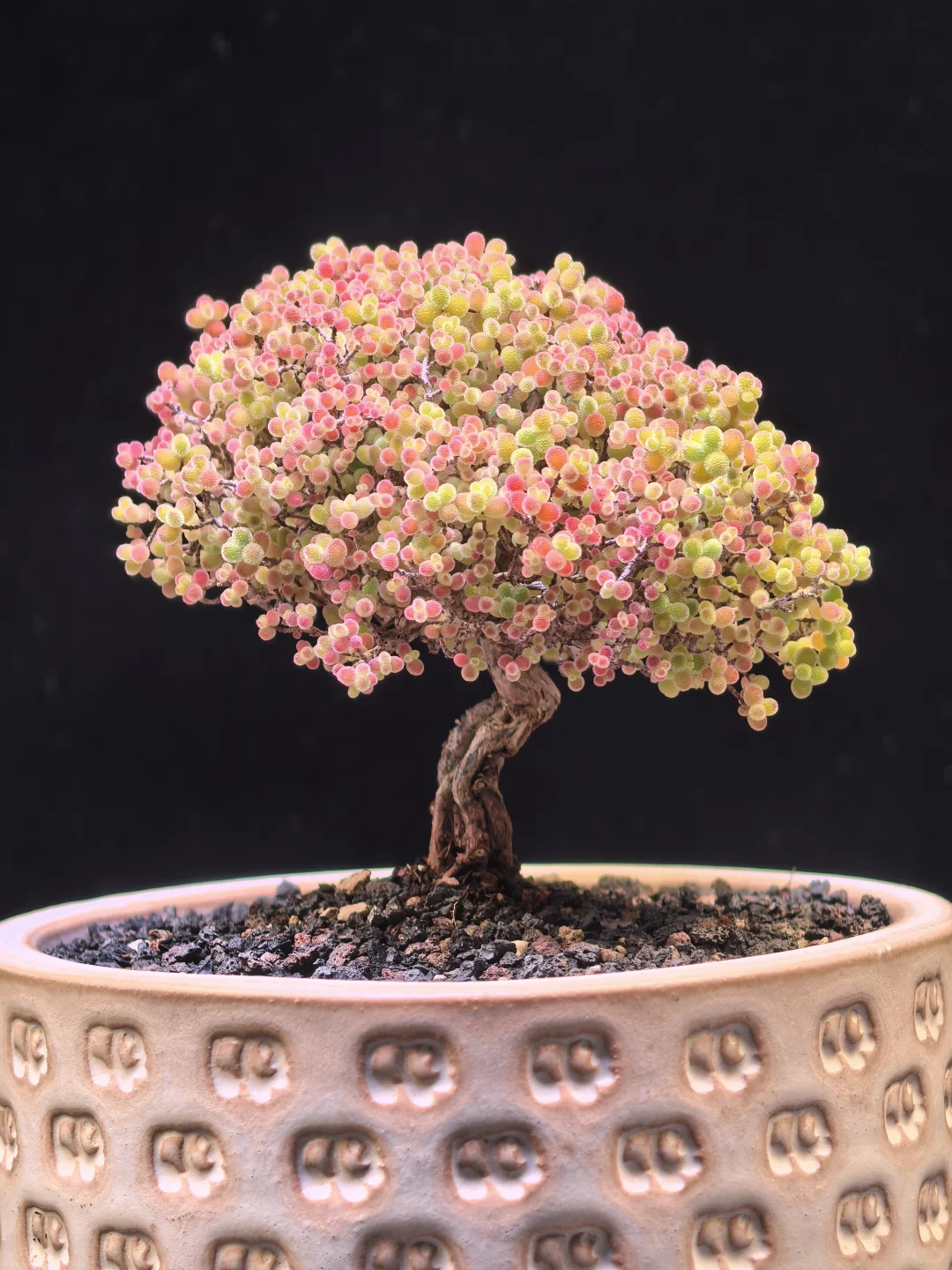 Main Tree Like Succulent Bonsai 03
