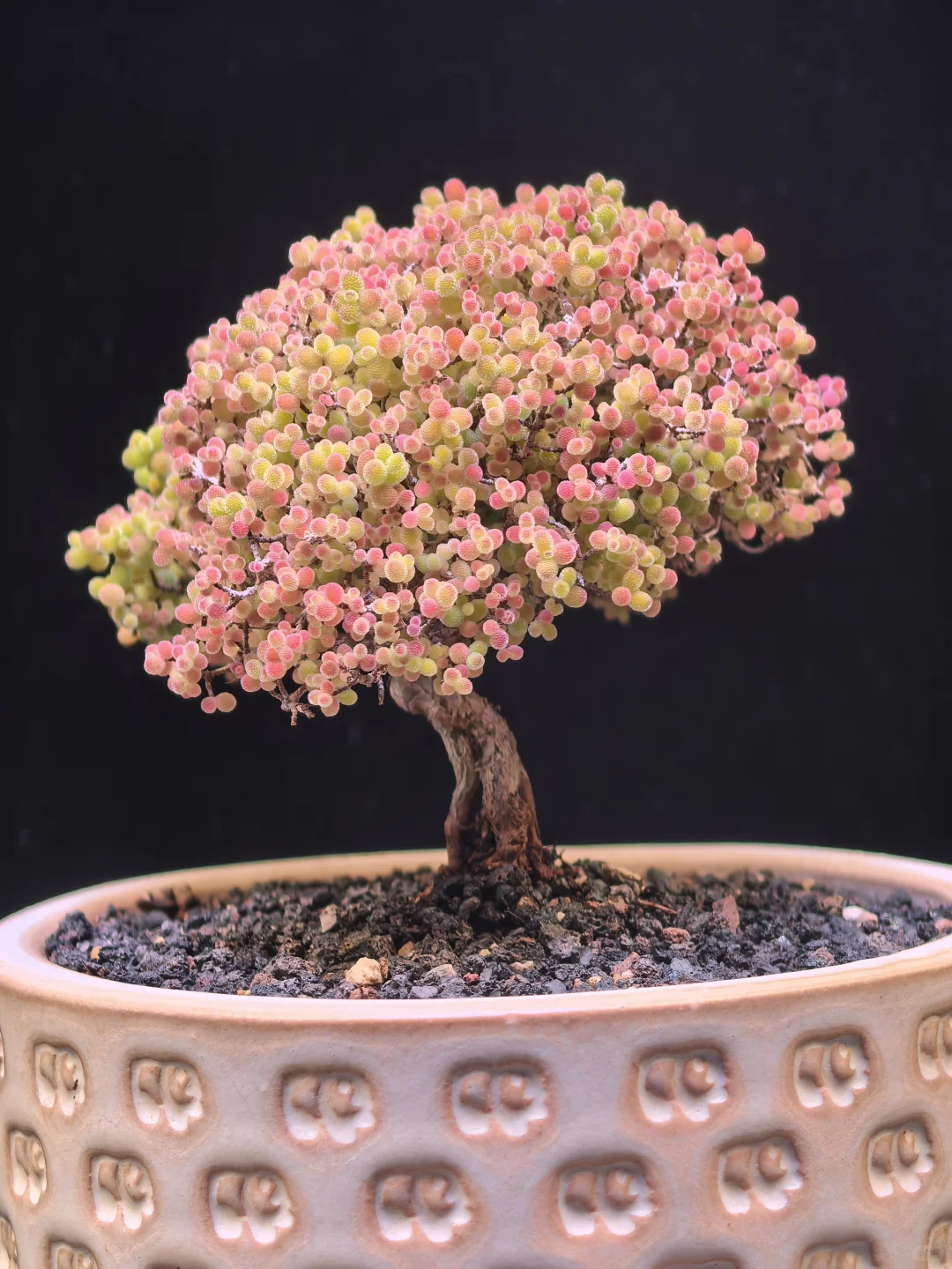 Main Tree Like Succulent Bonsai 04