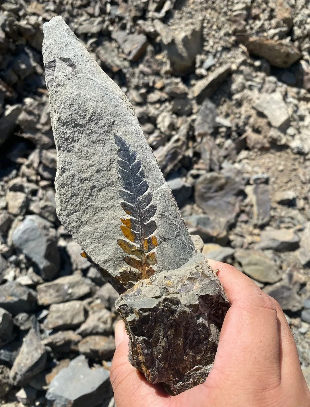 Main Triassic Plant Fossil 02