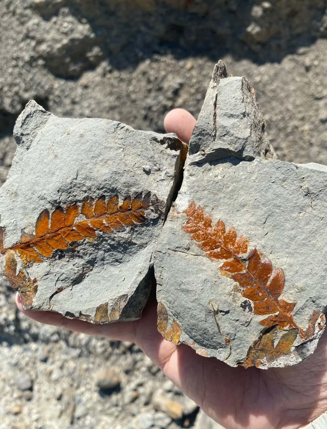 Main Triassic Plant Fossil 03