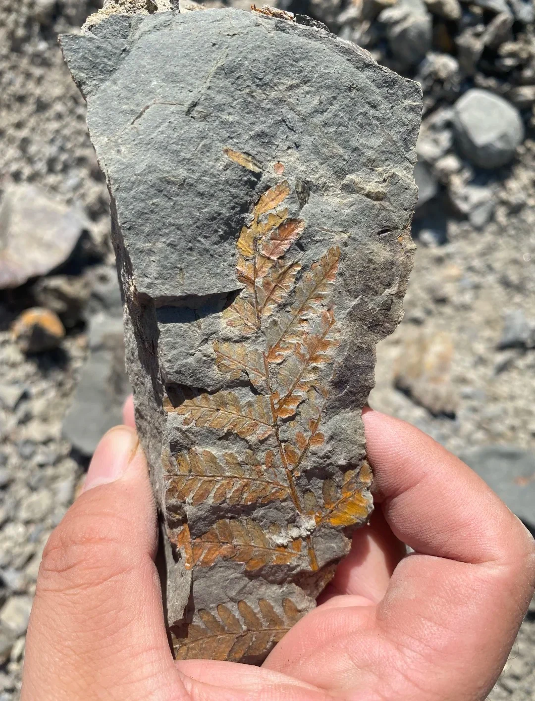 Main Triassic Plant Fossil 04