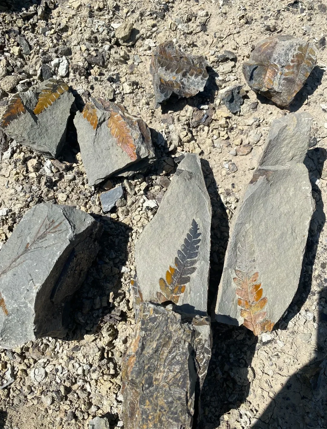 Main Triassic Plant Fossil 05