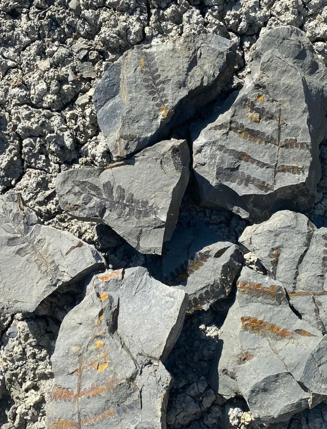 Main Triassic Plant Fossil 06