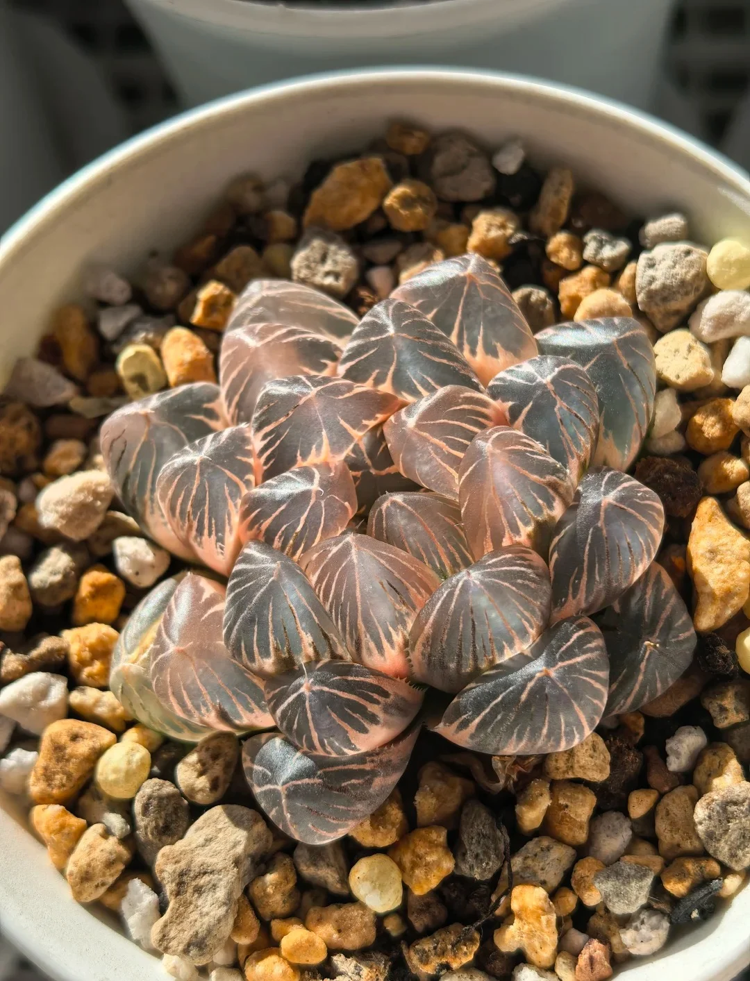 Main Variegated Haworthia Cooperi Display 02