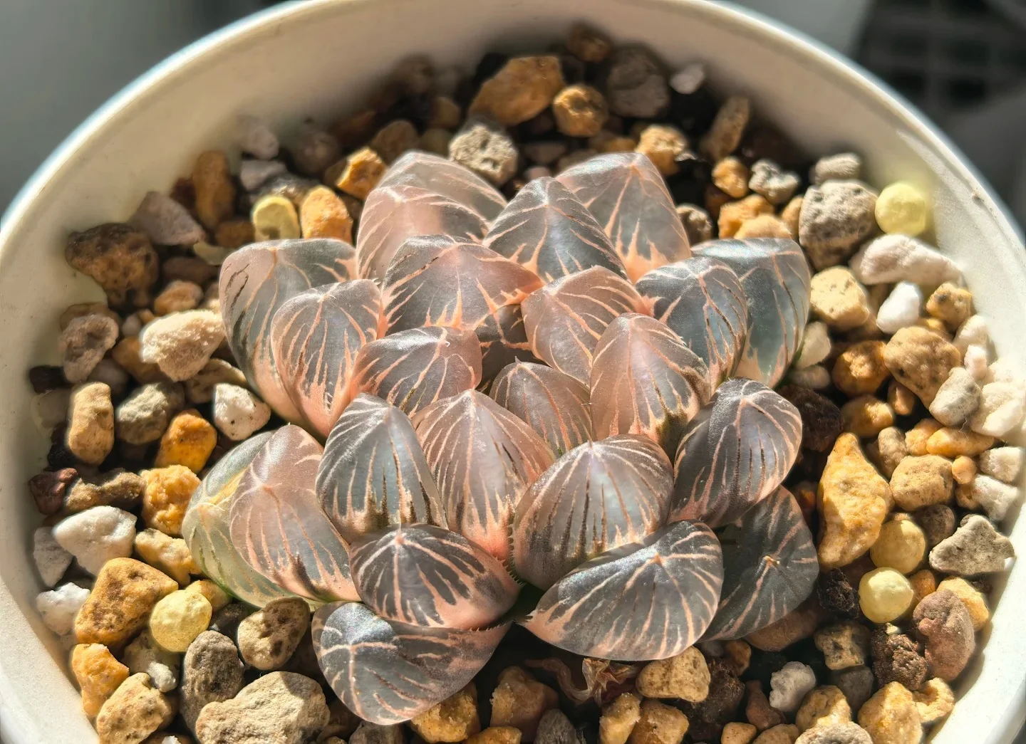 Main Variegated Haworthia Cooperi Display 03