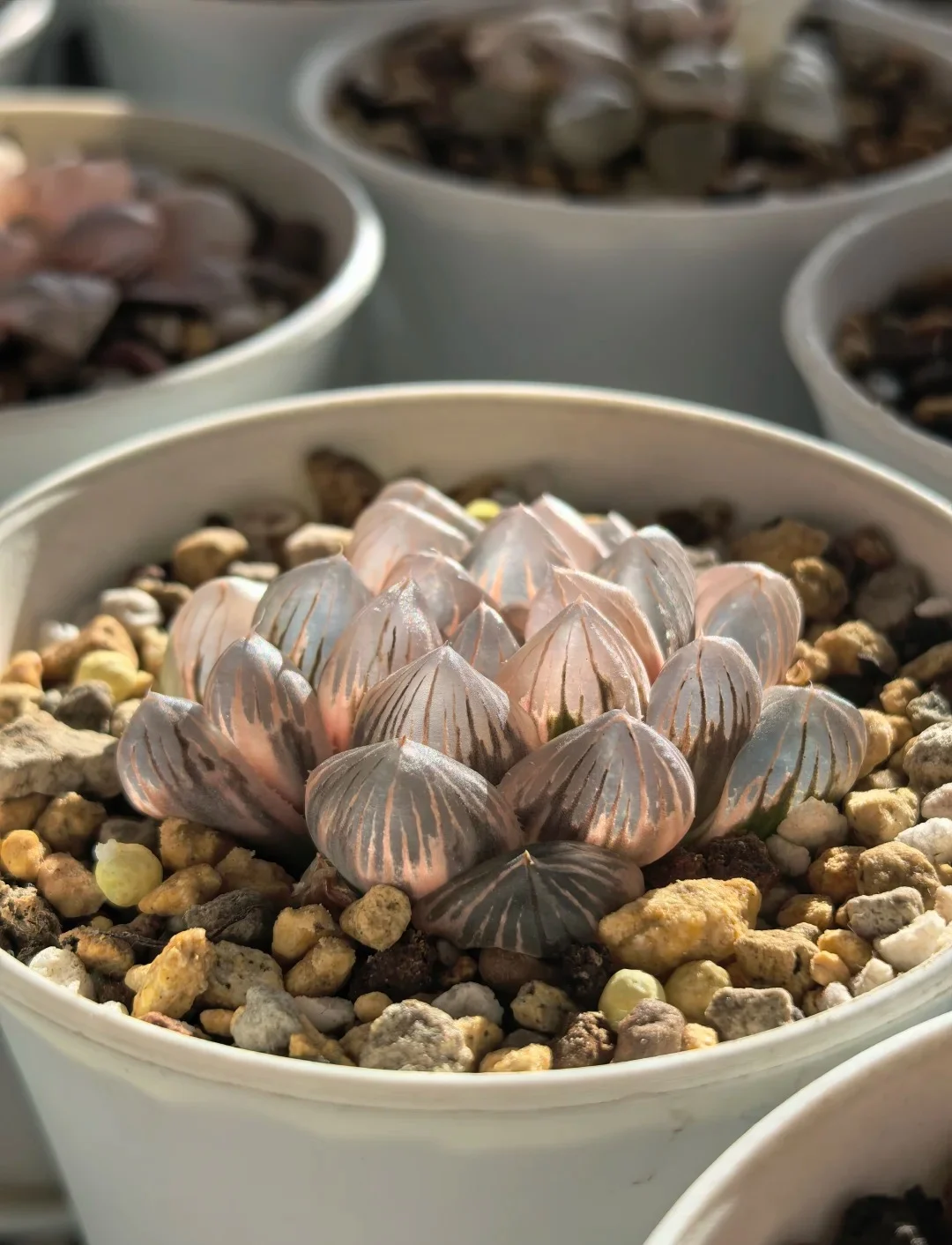 Main Variegated Haworthia Cooperi Display 04