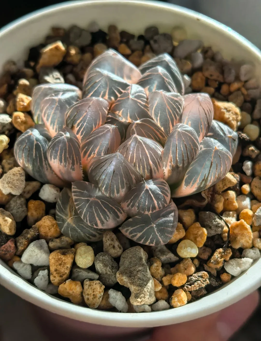Main Variegated Haworthia Cooperi Display 05