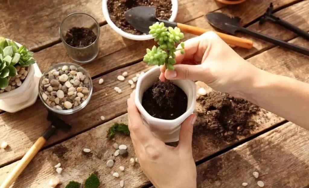 7 succulent care mistakes to avoid for healthy plants