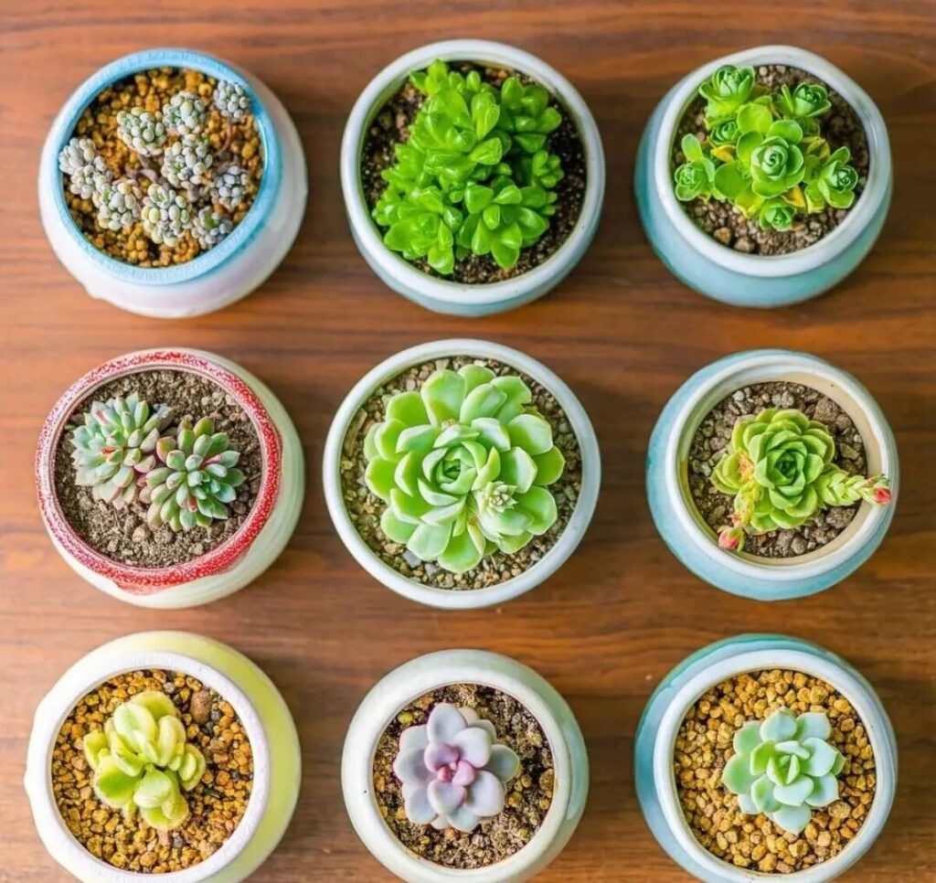 7 succulent care mistakes to avoid for healthy plants