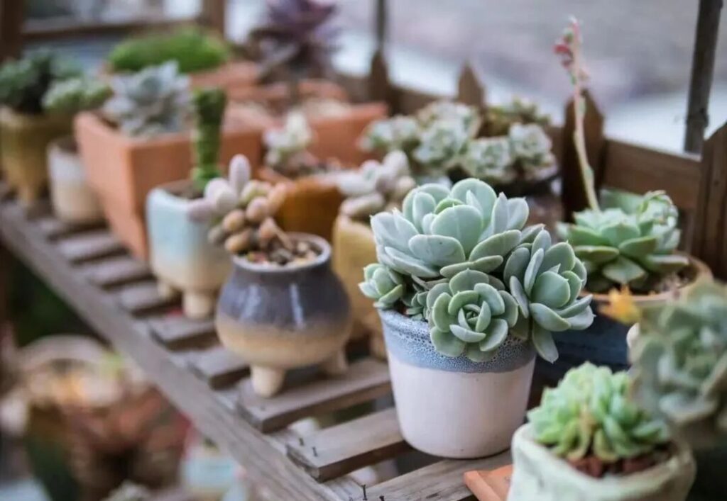 7 succulent care mistakes to avoid for healthy plants