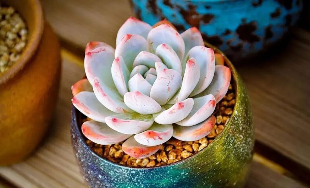 7 succulent care mistakes to avoid for healthy plants