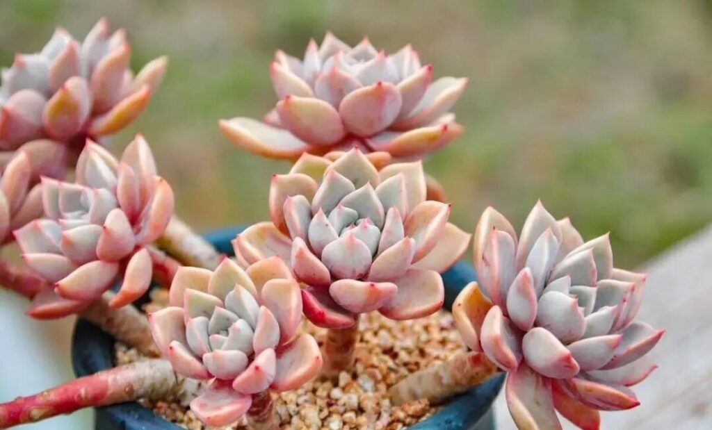 7 succulent care mistakes to avoid for healthy plants