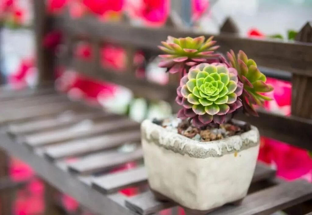 7 succulent care mistakes to avoid for healthy plants