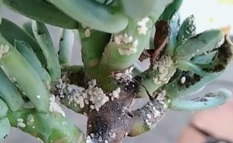 how to get rid of mealybugs on succulents: 3 easy methods