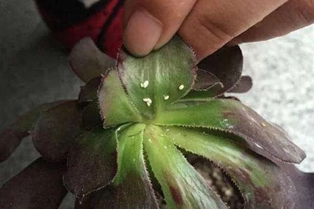 how to get rid of mealybugs on succulents: 3 easy methods