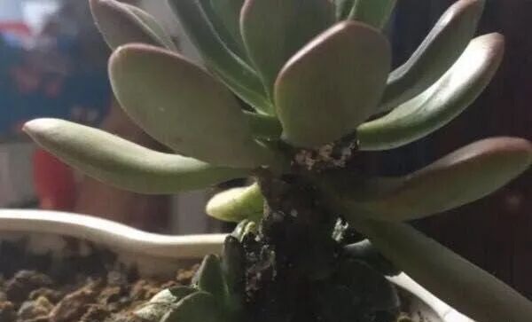 how to get rid of mealybugs on succulents: 3 easy methods
