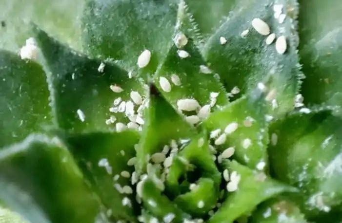 how to get rid of mealybugs on succulents: 3 easy methods