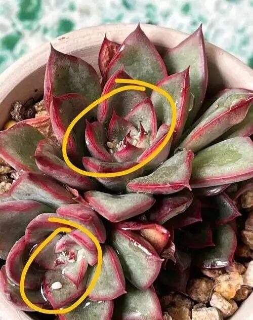 how to get rid of mealybugs on succulents: 3 easy methods