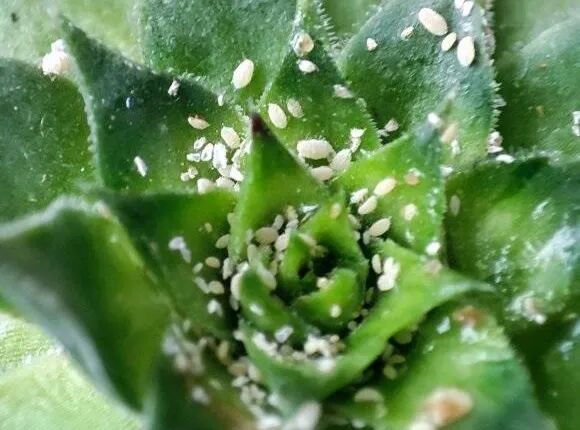 spring succulent pest control: treat bugs & diseases easily