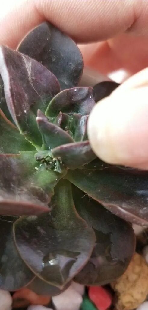 succulent pest control: how to identify and treat bugs