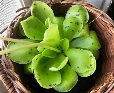spring succulent pest control: treat bugs & diseases easily