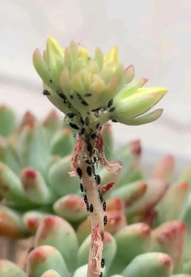 succulent pest control: how to identify and treat bugs