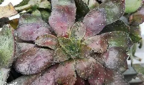 spring succulent pest control: treat bugs & diseases easily