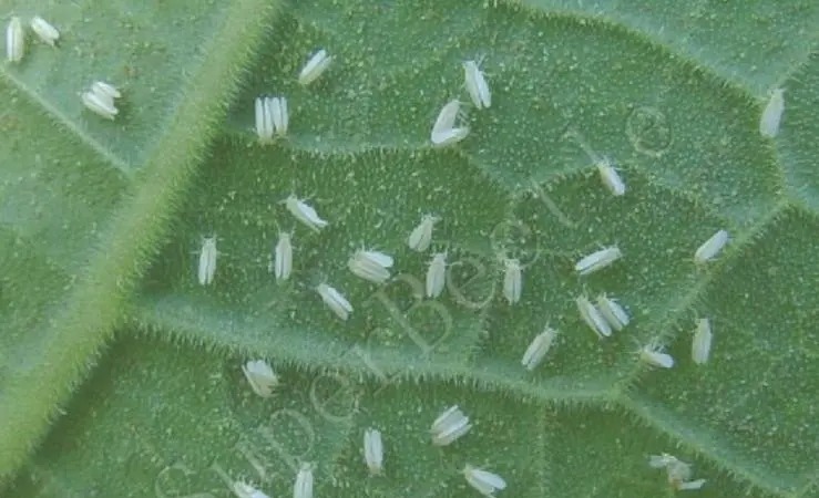 succulent pest control: how to identify and treat bugs