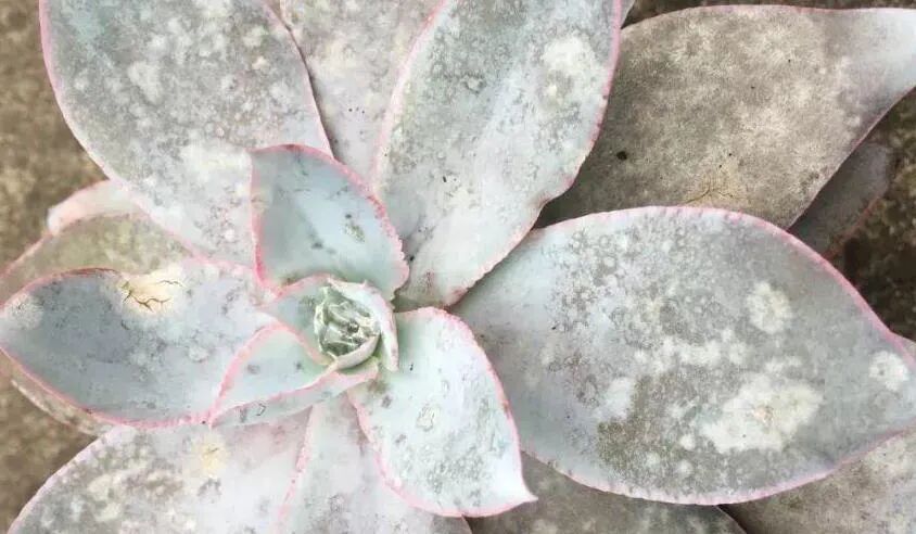 spring succulent pest control: treat bugs & diseases easily