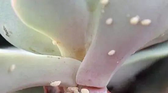 succulent pest control: how to identify and treat bugs