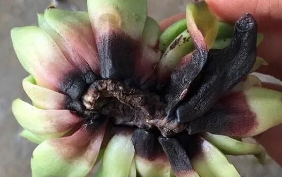 spring succulent pest control: treat bugs & diseases easily