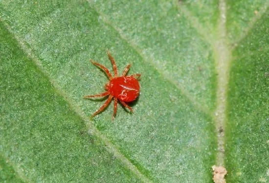 succulent pest control: how to identify and treat bugs