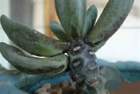 spring succulent pest control: treat bugs & diseases easily