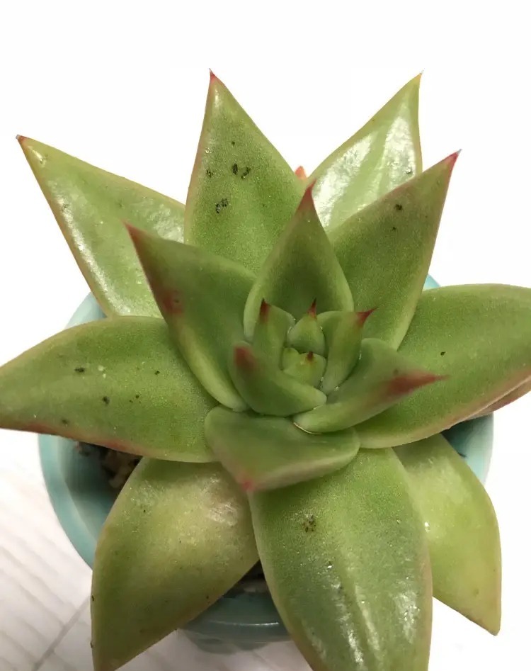 succulent pest control: how to identify and treat bugs