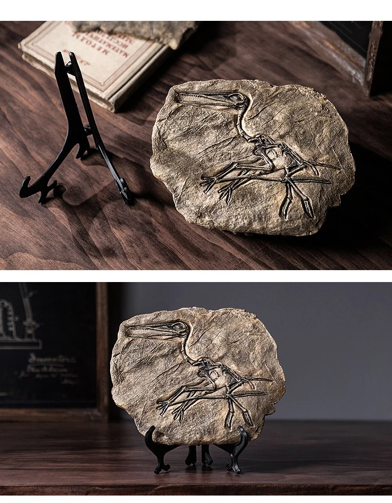 Vintage Dinosaur Fossil Skeleton Model Desk Decor Pterosaur fossil model displayed flat and on a stand